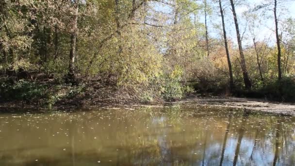 秋天的风景 干树叶落在河的水面上 黄叶落在湖上 秋天的水风景 秋天黄色叶子在水上 — 图库视频影像