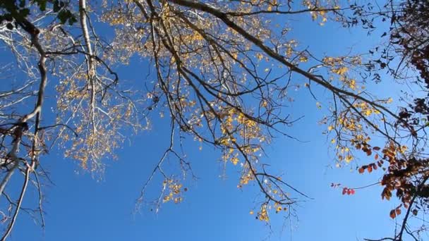 Korony Popplar Żółtym Liści Jesienią Błękitne Niebo Spokojny Jesienna Pogoda — Wideo stockowe