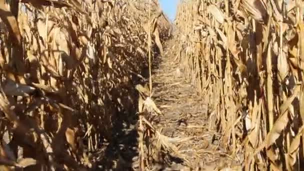 Bauer Der Zwischen Maisreihen Die Plantage Inspiziert Reifer Mais Auf — Stockvideo