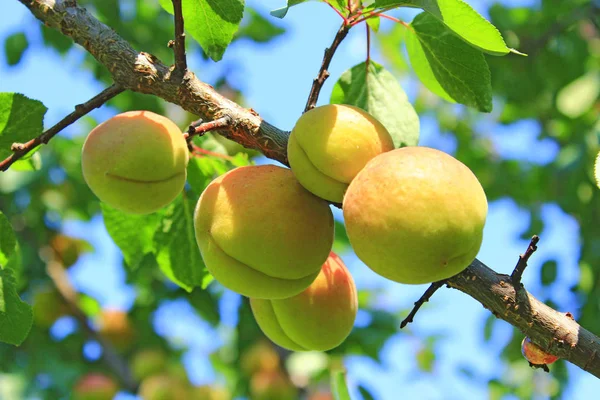 Ripe Apricot Fruits Branch Apricot Crop Tree Two Ripe Apricot — Stock Photo, Image