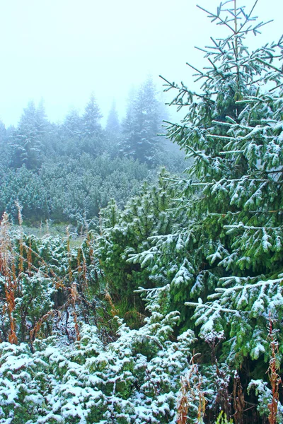 Ερυθρελάτες Κλαδιά Καλυμμένα Χιόνι Χριστουγεννιάτικο Δέντρο Στο Χιόνι Στο Δάσος — Φωτογραφία Αρχείου