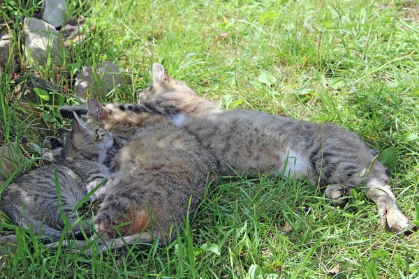 猫の家族が眠っています 猫家族の残りの部分 灰色の猫は緑の草の上隣同士に眠り ネコのリラクゼーション Moter と子猫が眠っています ネコの夢 — ストック写真
