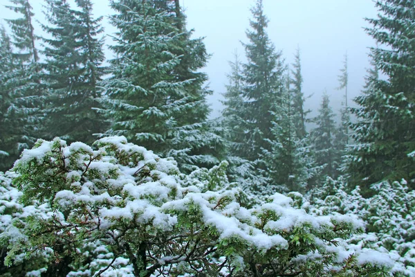 Ramos Abetos Arbustos Zimbro Cobertos Neve Árvores Natal Neve Floresta — Fotografia de Stock