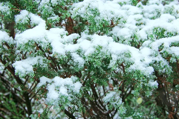 Juniper Omfattas Snö Vinter Fjällen Vädret Skogen Juniper Grenar Täckta — Stockfoto