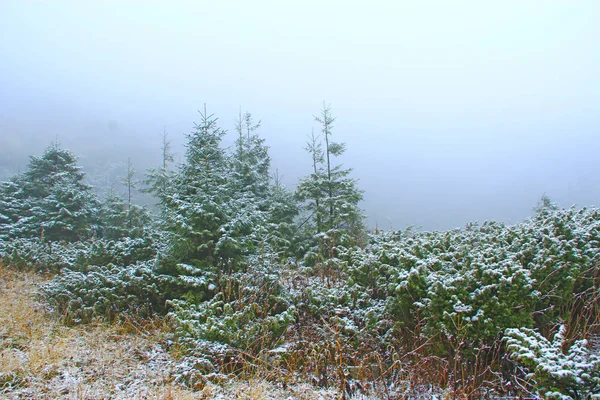 Abeto Ramas Arbustos Enebro Cubiertos Nieve Árboles Navidad Nieve Bosque — Foto de Stock