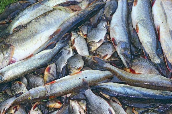 Karauschen Und Hechte Auf Grünem Gras Gefangen Erfolgreiche Fischerei Viele — Stockfoto