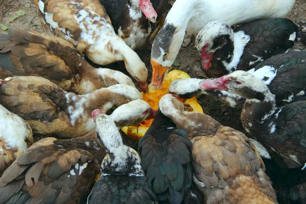 アヒルのガチョウやイモムシのアヒルは 鶏肉でカボチャを食べる 庭の養鶏場の飼料 — ストック写真
