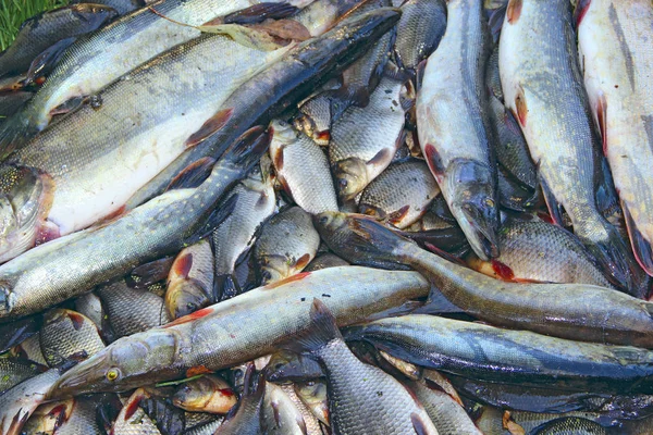 Caught crucians and pikes on green grass. Successful fishing. A lot of crucian carps and pikes. Freshly caught river fishes. Caught fishes after lucky fishing. Crucian carps and pikes — Stock Image Caught Crucians Pikes Green Grass Successful Fishing Lot Crucian Carps Stock Photo