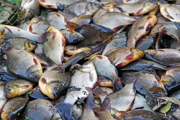 Caught crucians on green grass. Successful fishing. A lot of crucian carp Carassius carassius. Freshly caught river fish. Caught fishes after lucky fishing. Crucian carps caught on fishing close-up — Stock Image Caught Crucians Green Grass Successful Fishing Lot Crucian Carp Carassius Stock Picture