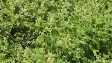 Echinocystis bahçesinde kalın çalılıkları. Yaprak duvar. Vahşi yeşil liana. Echinocystis yeşil yaprakları. Echinocystis yaz aylarında çiçek açan