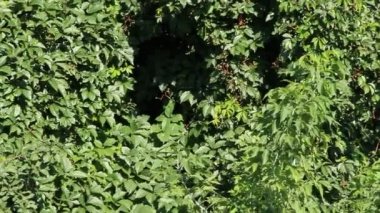 Thick thickets Parthenocissus quinquefolia in garden. Leaf wall. Wild grapes. Green leaves of Parthenocissus quinquefolia