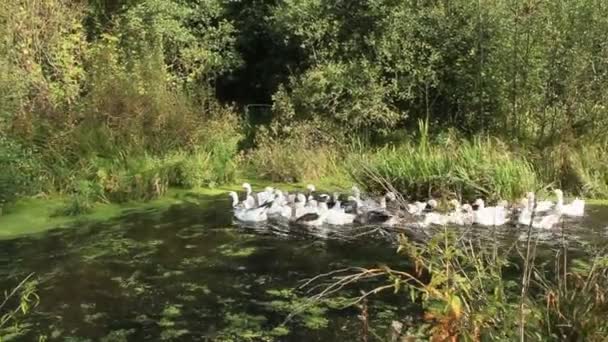 Geese Swimming Rural Pond Flight Domestic Geese Swimming River Flock — Stock Video