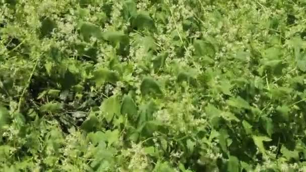 Moitas Grossas Echinocystis Jardim Parede Folhas Liana Verde Selvagem Folhas — Vídeo de Stock