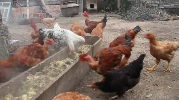 母鸡在家禽场吃饭 家养的鸟 农场的家禽喂养 农场里的母鸡和公鸡 — 图库视频影像