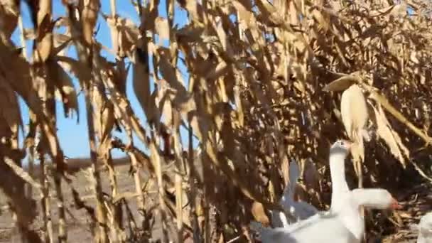 Gänse Die Zwischen Maisfeldern Vorbeiziehen Hausvögel Zwischen Reifem Mais Flucht — Stockvideo