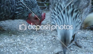 Tahıl kümes hayvanları gagalamayı piliçle tavuk. Tavuk anne. Tavuk tavuk. Tatlı bebek civcivlerin yere tahıl yemek ile anne tavuk. Piliç Çiftliği'nde yeme onların anne ile
