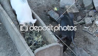 Çukur ve çiftlik avlu üzerinde çalıştırmak jolly küçük domuzcuklar yiyin