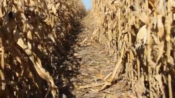 Agricultor Pasando Entre Hileras Maíz Inspeccionando Plantaciones Maíz Maduro Campo — Vídeo de stock