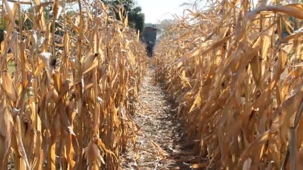 Rolnik Przekazując Między Wierszy Inspekcji Plantacji Kukurydzy Dojrzałe Zboża Polu — Wideo stockowe