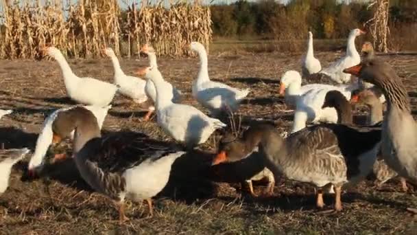 Gansos Pasando Entre Hileras Plantaciones Maíz Aves Domésticas Entre Maíz — Vídeo de stock