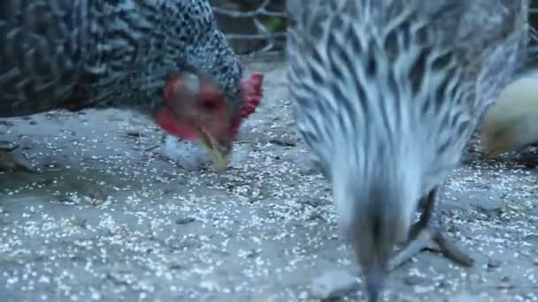 Pollo Con Pollitos Picoteando Grano Aves Corral Madre Gallina Gallina — Vídeo de stock