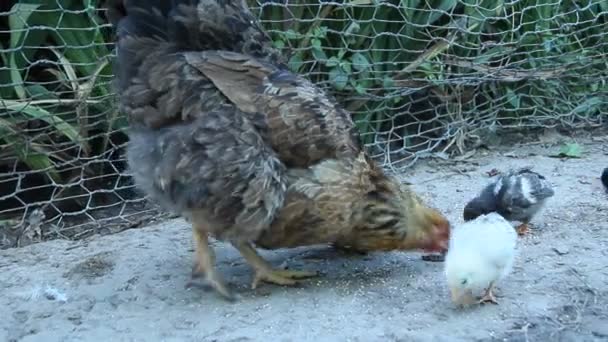 Pollo Con Pollitos Picoteando Grano Aves Corral Madre Gallina Gallina — Vídeo de stock