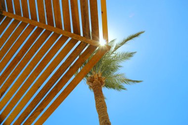 Güneş ışınları palmiye ağacı dalları ile yol açın. Plajda palmiye ağacı. Seyahat kavramı. Tropikal rekreasyon. Tropik tatil. Yaşam tarzı kavramı. Rahatlatıcı kavramı. Afrika güneş