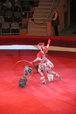 Gomel / Belarus - 20 Mayıs 2018: Sirk arenasında eğitilmiş kanişler. Sirkte eğitilmiş köpekler. Eğlenceli köpeklermiş. Kırmızı sirk arenasında iki kaniş yan yana dans eder. Kanişler ve hayvan terbiyecisiyle sirk gösterisi.