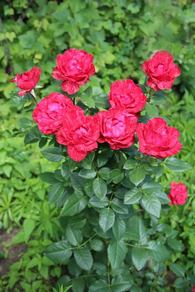 Rote Rosen Wachsen Garten Schöne Blumen Blühen Buschgarten Schöne Rosenblüten — Stockfoto