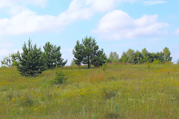 Junge Kiefern Die Sommerfeld Wachsen Wiesenlandschaft Mit Kiefernwiese Und Blauem — Stockfoto