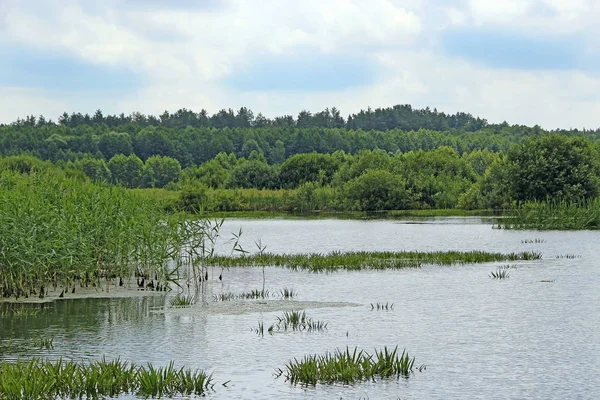 Paesaggio Estivo Con Lago Paludoso Foresta Natura Con Fiume Foresta — Foto Stock