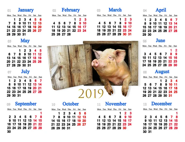 Kalender Voor 2019 Met Grappig Varken Midden Varken Symbool Van — Stockfoto