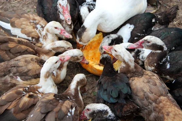 Ördekler, kazlar ve ördekler kümes hayvanlarında kabak yerler. Kümes hayvanları avluda besleniyor
