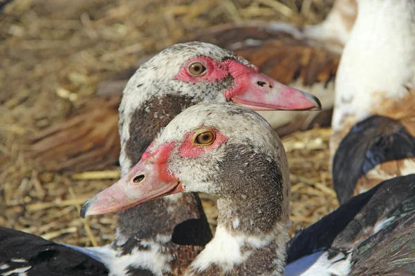 Muscovy Ducks Have Rest Poultry Duck Friendship Domestic Birds Couple — Stock Photo, Image