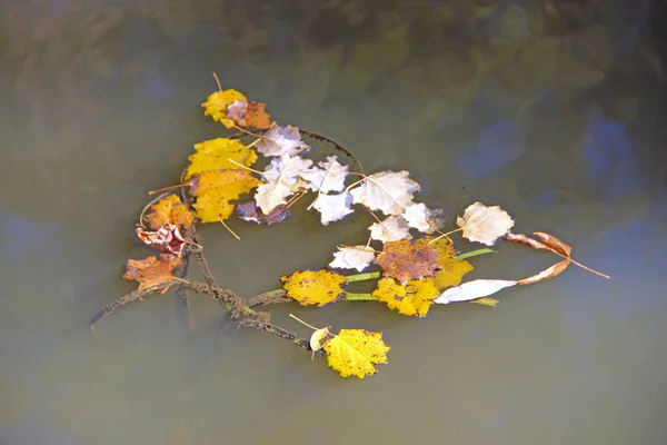 Suché Podzimní Listí Plavání Vodní Hladině Žluté Podzimní Listí Ležela — Stock fotografie