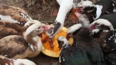 Ördek kaz ve Misk ördekleri yemek kabak kümes hayvanları. Kümes hayvanları bahçede beslenir. Yerli kuşlar yeme. Çiğ kabak kümes hayvanları üzerinde yeme çiftlik kuşlar
