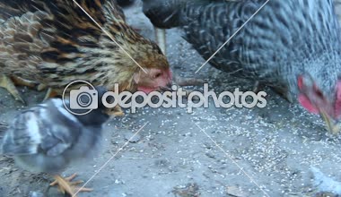 Tavuk civciv kümes hayvanları tahıl gagalamayı ile. Tavuk tavuk. Yerli kuşlar
