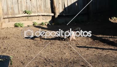 Çiftlik bahçede oynarken domuz yavruları ve jolly çalıştırmak