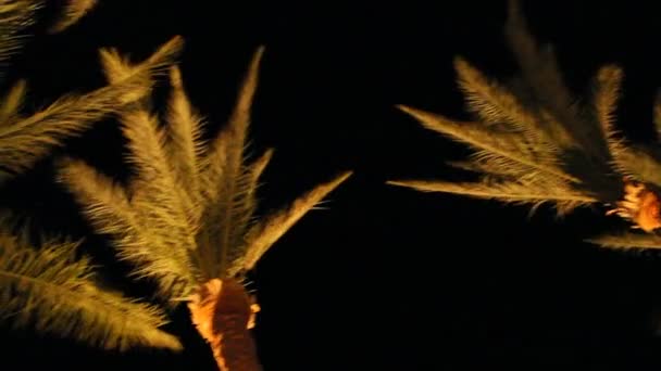 Visa Till Toppen Dadelpalmer Från Botten Natten Datum Palm Grenar — Stockvideo