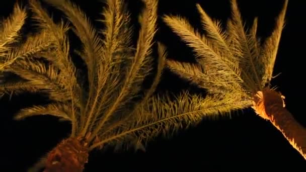View Top Date Palm Bottom Night Date Palm Branches Illuminated — Stock Video
