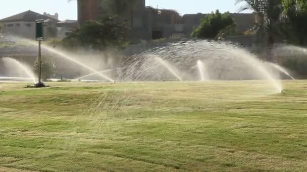 Grasrasen Zwischen Palmen Resort Ägypten Hotel Mit Gepflegtem Gebiet Bewässerung — Stockvideo