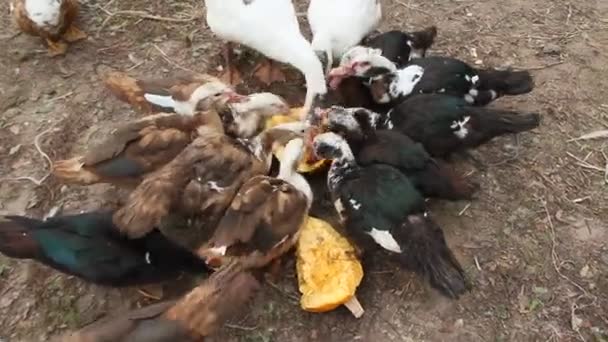 Patos Gansos Patos Moscovitas Comen Calabaza Aves Corral — Vídeos de Stock