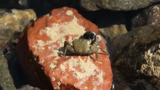 靠近在石头上爬行的红色小螃蟹 螃蟹在鹅卵石上蠕动 独自在红海附近的石质表面爬行 — 图库视频影像