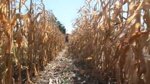 穿过一排排的玉米检查种植园 成熟的玉米在地里 地里的干玉米秸秆已经做好了收割的准备 农业文化 — 图库视频影像
