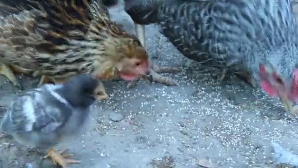 Kip Met Kuikens Die Graan Pikken Bij Pluimvee Kip Met — Stockvideo