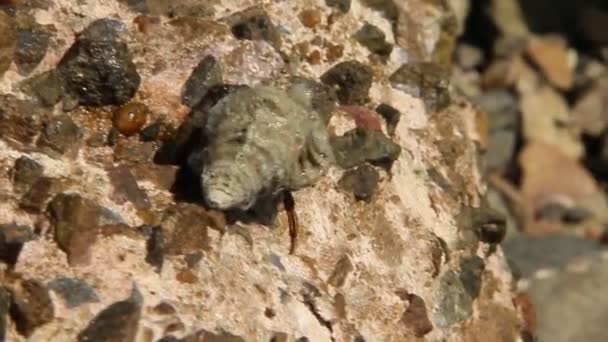 Alone Hermit Crab Crawling Stony Surface Red Sea — Stock Video