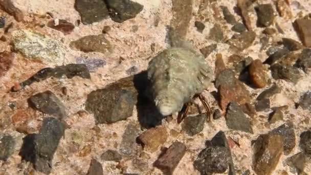 Seul ermite crabe rampant sur la surface pierreuse près de la mer Rouge 