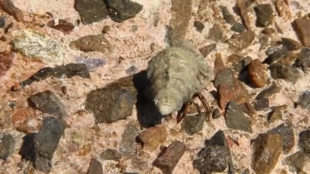 独自寄居蟹在红海附近的石质表面爬行 — 图库视频影像