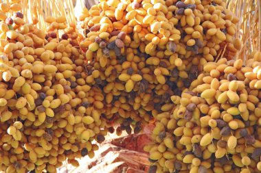 Olgunlaşmış meyve tarihi ağacın ağaca asmak. Sarı tarihleri ağaçta asılı. Tropikal meyve. Kümeleri sarı olgun tarihlerini hurma üzerinde asılı kapatın. Riped tarihi meyveler kümeleri palmiye ağacı üzerinde asılı