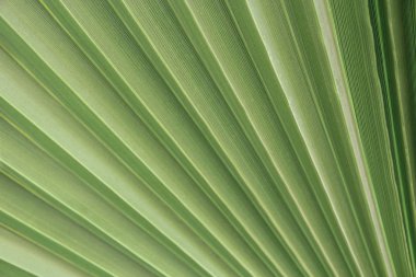 Palmiye yaprak dokusu kapatın. Yeşil doku palmiye yaprakları. Çizgiler ve doku yeşil palmiye yaprakları. Doğal arka plan. Doğal desen